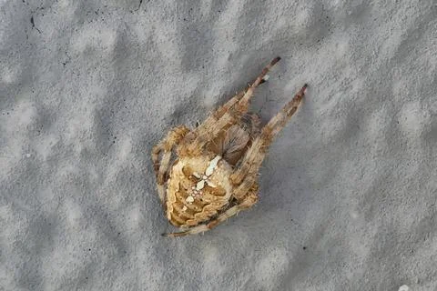 Cross spider on a gray background, head to the top right, small Stock Photos