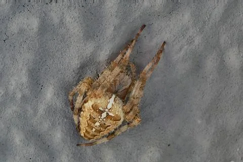 Cross spider on a gray background, head up to the right Stock Photos