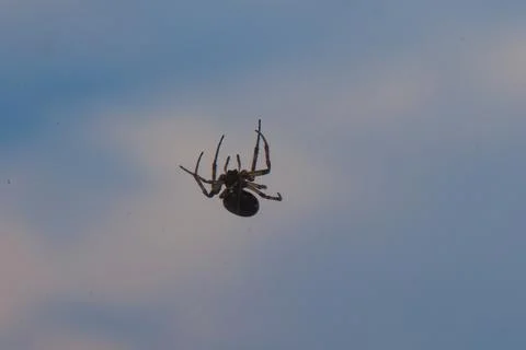A cross spider hangs in its web and lies in wait for prey Foto stock