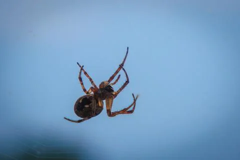 A cross spider hangs in its web and lies in wait for prey Foto stock