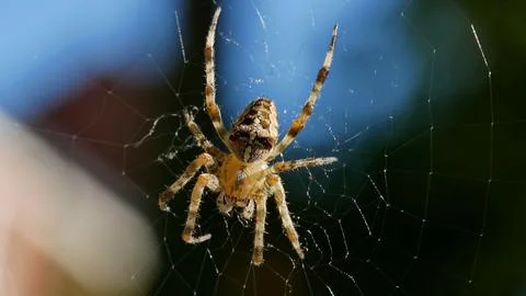 Cross-spider in her web Stock Photos