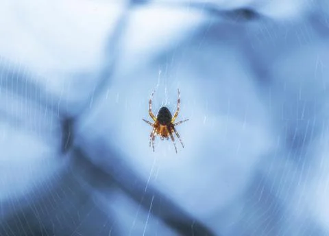 Cross spider on its orb web on a blue background Stock Photos