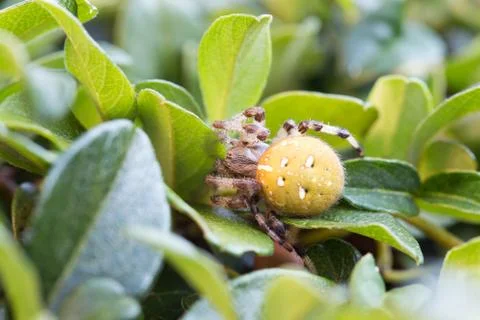 Cross spider on a leaf 库存照片