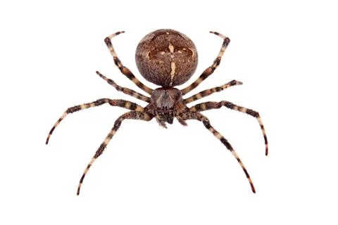 Cross spider Stock Photos