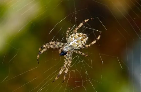 Cross spider Stock Photos