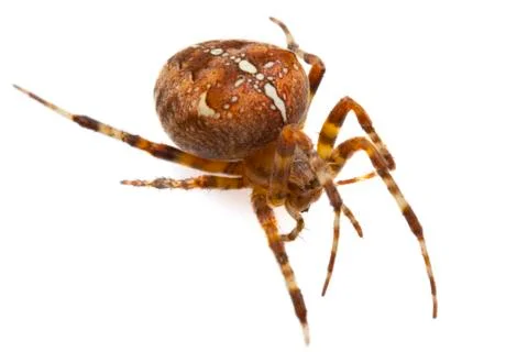 Cross spider Stock Photos