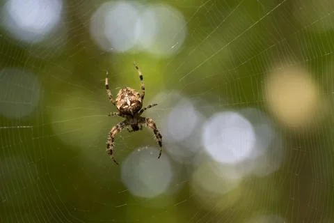 Cross Spider Stock Photos