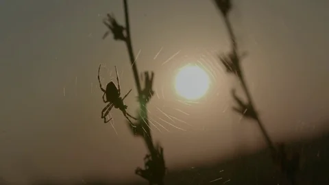 Cross spider on spider web, sunset Vídeo Stock 80752719