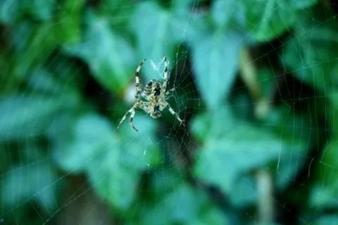Cross Spider in Spiderweb Stock Photos
