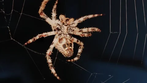 Cross spider spinning web at night close up in garden. Stock Footage 339783044