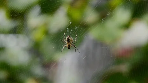 Cross spider is waiting in the spider web outdoors Stock Footage 101587866