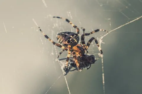 Cross spider on a web with caught prey Stock Photos