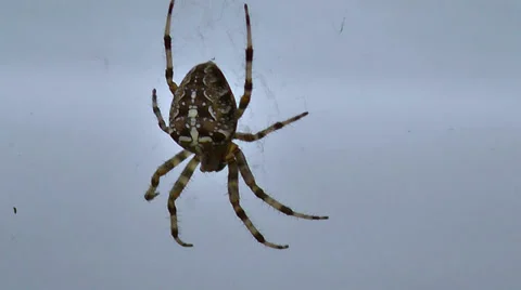 Cross Spider In Web Stock Footage 32064559