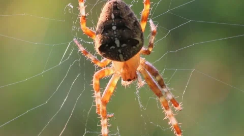 Cross Spider In Web Stock Footage 41670059