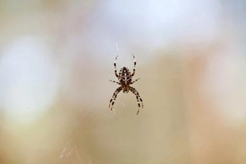 Cross spider on web Stock-Fotos