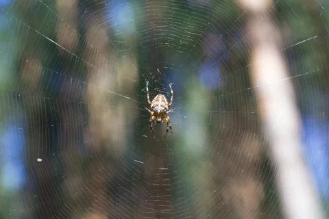Cross spider on web Stock Photos