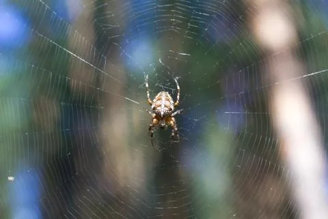 Cross spider on web Stock Photos