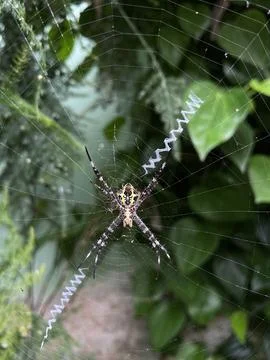 Cross Spider in Web with Zig-Zag Stabilimentum Pattern 스톡 사진