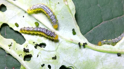 Cross striped cabbageworms on a Cabbage Leaf, 4k Stock Footage 342079732