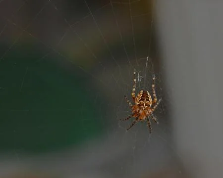 Cross tee spider in his web Stock Photos
