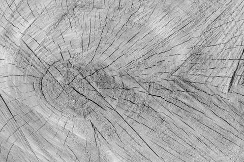 Cross the texture of a fresh-cut tree at the cut. Stock Photos