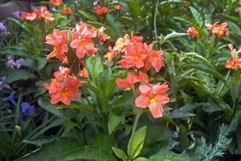 Crossandra, Firecracker flower on a natural background Stockfoto's