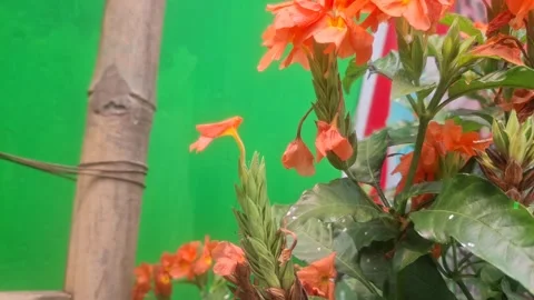 Crossandra infundibuliformis, commonly called firecracker flower Stock-Footage 330520023