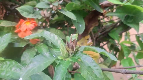 Crossandra infundibuliformis, commonly called firecracker flower, Stock-Footage 330520026