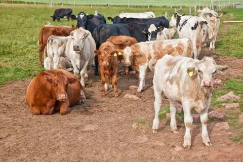 Crossbred cattlew Stock Photos