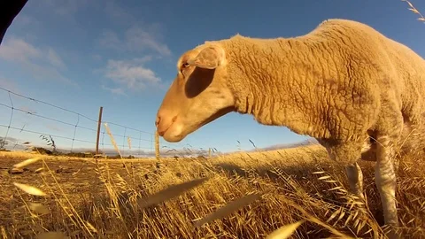 Crossbred sheep on a farm Stock Footage 94648937