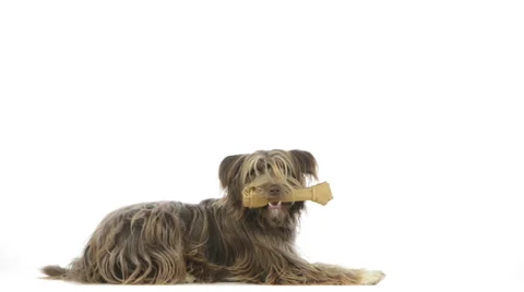 Crossbreed dog picking up a bone and lying down Stock Footage 30764357