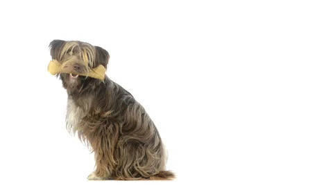 Crossbreed dog picking up a bone and sitting Stock Footage 30764883