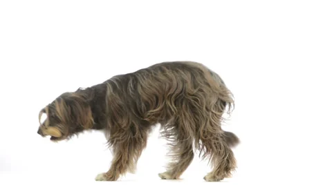 Crossbreed dog picking up a bone Stock Footage 30763652