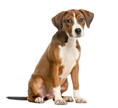 Crossbreed puppy sitting in front of a white background Stock Photos