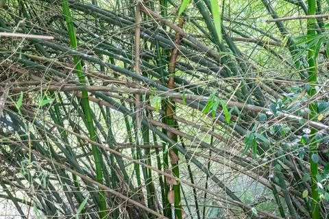 Crossed Bamboo Stems Creating Abstract Natural Pattern Stock Photos