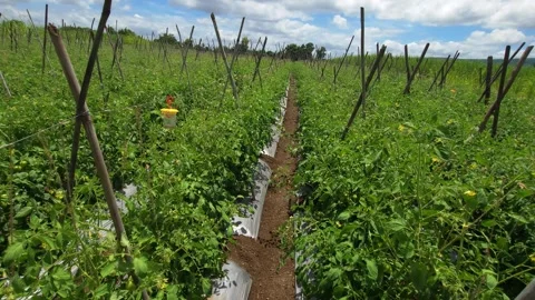 Crossed bamboo support trellises and plastic mulching line the rows of a sprawli Stock Footage 345663284