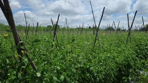 Crossed bamboo trellis structures rise above a vast green tomato field under a d Stock Footage 345640926