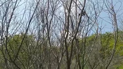 Crossed dry tree branches in the wild forest. Stock Footage 323995258
