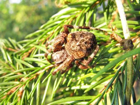 Crossed spider on the leaf Stock Photos