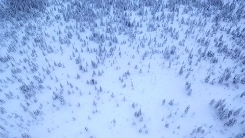 Crossing above spruce forest in winter Stock Footage 100182399