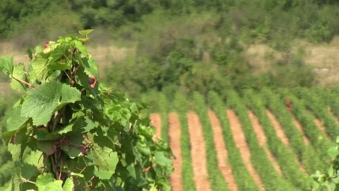 Crossing between the vineyards Stock Footage 83874116