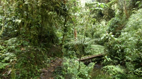 Crossing a bridge over a stream in epiphyte laden cloudforest at 2200m elevation Stock Footage 44603276