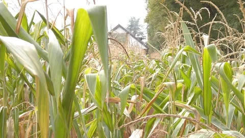 Crossing cornfield in slow motion Stock Footage 116266276