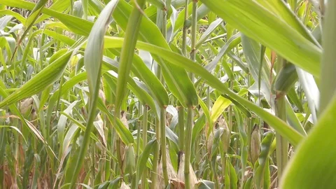 Crossing cornfield in slow motion Stock Footage 116266283