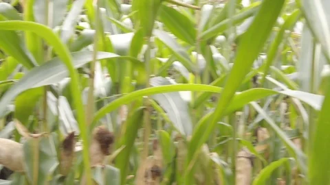 Crossing cornfield in slow motion Stock Footage 116266287