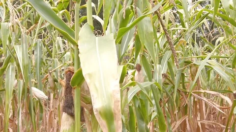 Crossing cornfield in slow motion Stock Footage 116266292