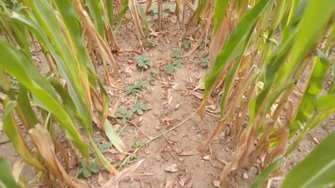 Crossing cornfield in slow motion Stock Footage 116266299
