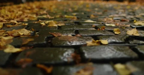 Crossing a dark brick road covered in autumn leaves after rainy day, background Stock Footage 230489563