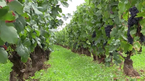 Crossing grape vines Stock Footage 83871892