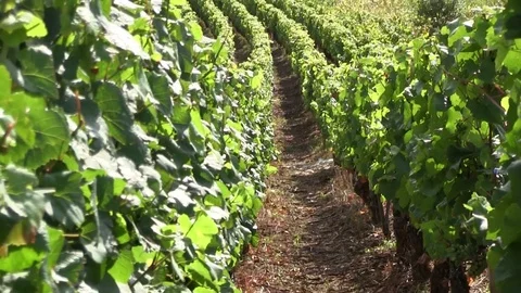 Crossing grape vines Stock Footage 83871944